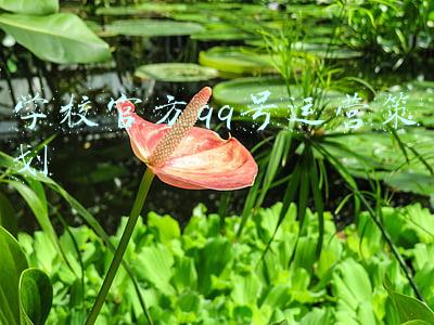 学校官方qq号运营策划