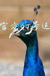 学校官方qq号运营策划