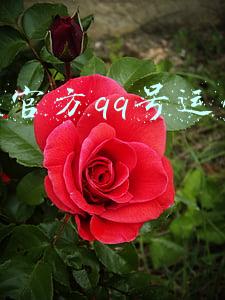 学校官方qq号运营策划