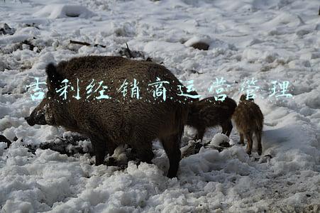 吉利销售公司(吉利在无锡投资汽车服务公司，经营范围含换电设施销售)