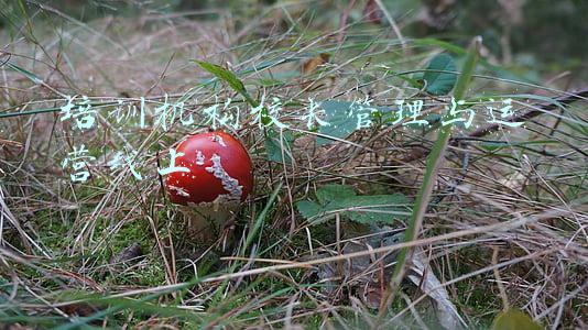 培训机构校长管理与运营线上