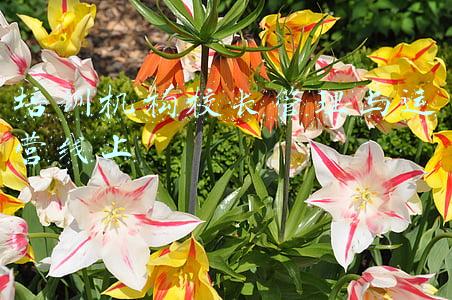 培训机构校长管理与运营线上