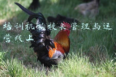 培训机构校长管理与运营线上