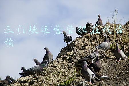 三门峡运营管理在线咨询