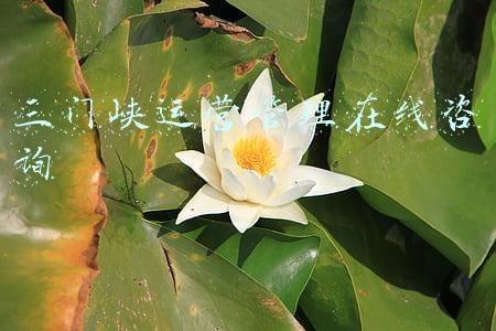 三门峡车管所咨询电话(【微公告】关于全面恢复车管窗口业务办理的公告)
