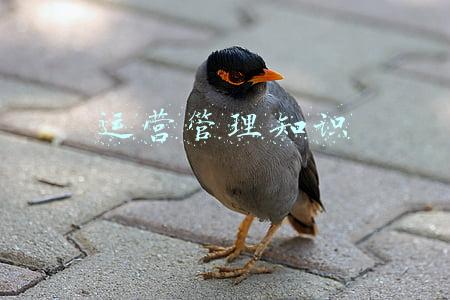 运营管理知识点(如何做好酒店管理运营，职业人必看的知识点)