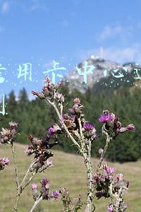 广发信用卡中心运营平台策划