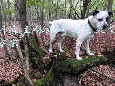 抖音主体账号运营策划方案