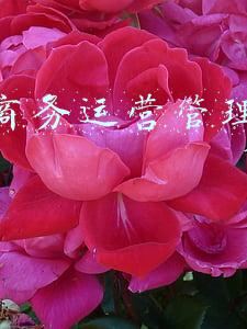 电子商务运营类的论文(电子商务论文开题报告)