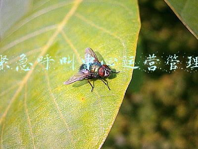 紧急呼叫中心运营管理