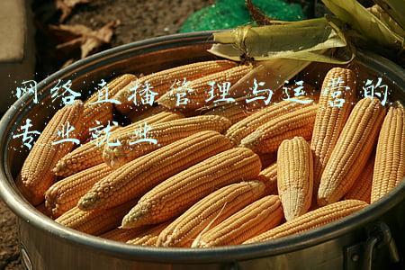 网络直播专业课程设置(学校专用的直播讲课软件-网络直播上课软件哪个好用)