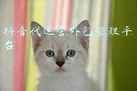 抖音代运营外包管理平台