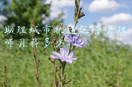 助理城市轨道运营管理师月薪多少