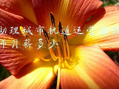 助理城市轨道运营管理师月薪多少