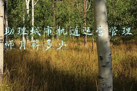 助理城市轨道运营管理师月薪多少