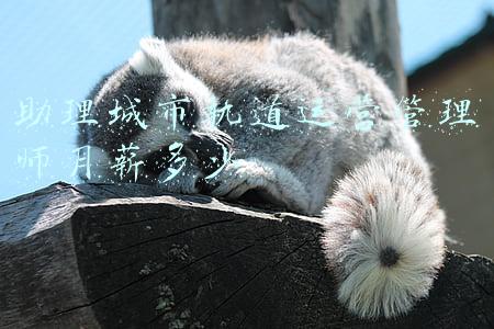助理城市轨道运营管理师月薪多少