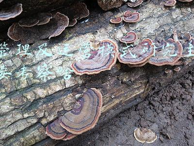 运营管理的研究对象是(中共中央 国务院 印发《成渝地区双城经济圈建设规划纲要》)