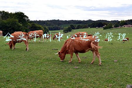 企业呼叫中心运营管理