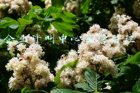 企业呼叫中心运营管理