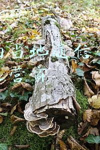 怎样投诉通讯运营商(举报电话12377究竟受理哪些投诉？看这里就知道啦)