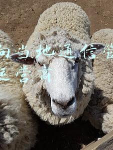 如何向当地通信管理局投诉运营商