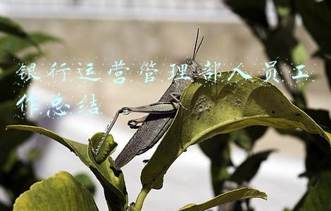 银行运营管理部人员工作总结
