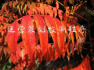 经济运营商控制程序(三大运营商要“会师”！背后暗藏先机)