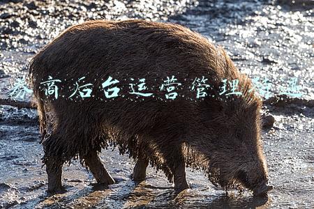 券商资本市场部待遇(券商禁止炫富背后：19家券商人均年薪超50万，中金超百万)