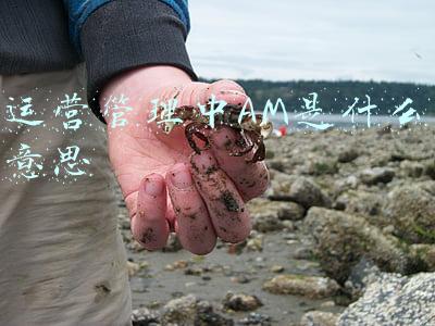 项目中am是什么意思啊(项目经理每天都在做什么？)