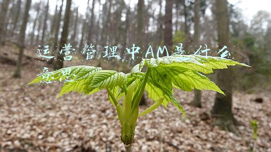运营管理中AM是什么意思