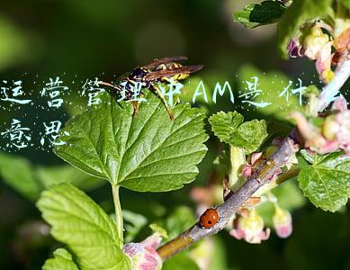 设备管理am(值得分享丨什么是适应性维护AM？)
