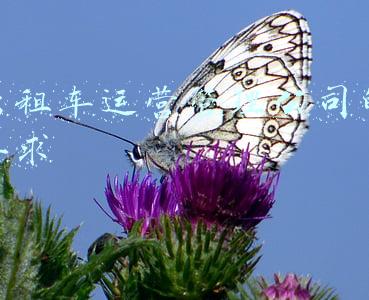 出租车运营管理规定(郑州调整公交地铁出租车网约车运营规则)