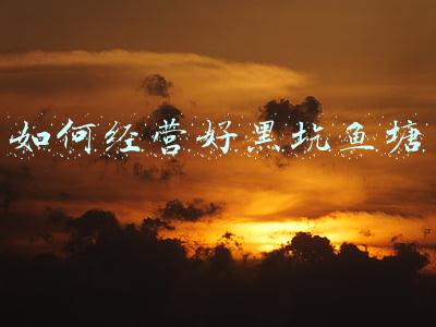 如何经营好黑坑鱼塘