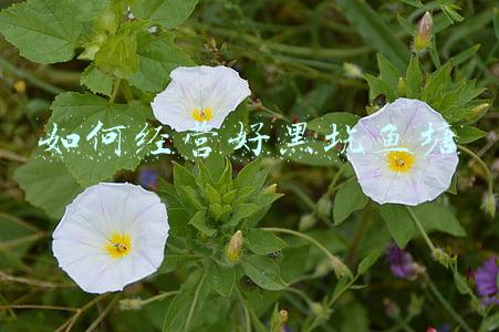 女人如何经营好婚姻家庭_如何经营好婚姻家庭