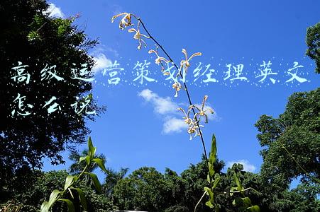 策划总监英文(产品经理是什么意思？)
