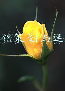 展销策划与运营