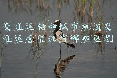 交通运输和城市轨道交通运营管理有哪些区别