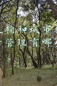 城市轨道交通运输组织(市人大代表邓茂强：对在轨道交通上“开功放”行为进行管理)