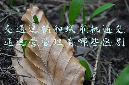 交通运输和城市轨道交通运营管理有哪些区别