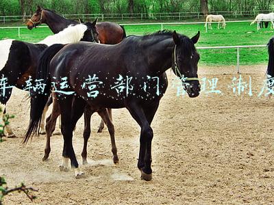 营运车辆安全管理制度(铁路运输安全保护条例)