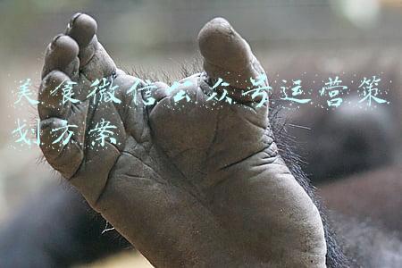 美食类公众号策划(公众号写什么内容好？选题没灵感怎么办？)