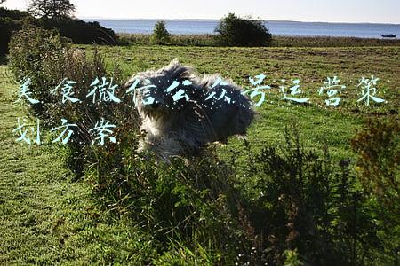 美食微信公众号运营策划方案