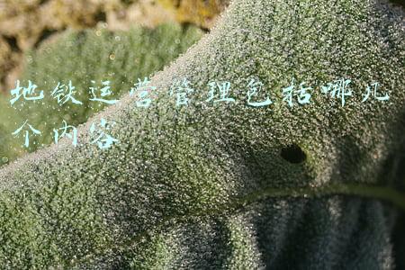 珠村地铁站是几号线(广州地铁13号线珠村站左线隧道导洞贯通)