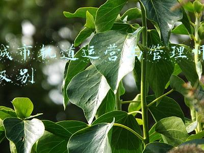 城市轨道运营与管理师级别