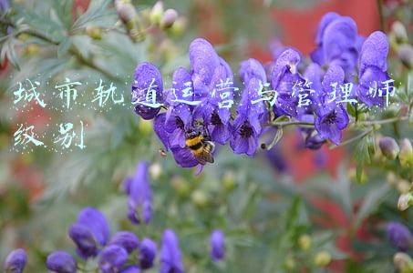 城市轨道运营与管理师级别