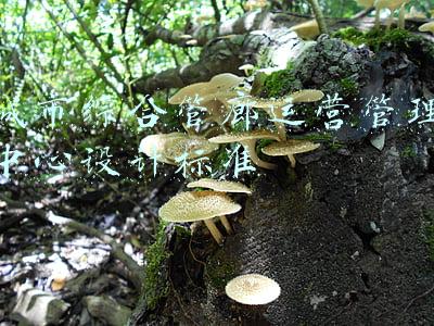 城市综合管廊运营管理中心设计标准