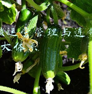 连锁企业运营战略的内容有哪些(连锁企业的27个成功因素和战略选项)