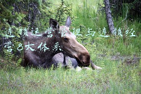 连锁运营管理与连锁经营8大体系