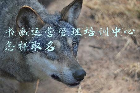 书画运营管理培训中心怎样取名