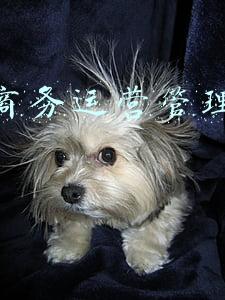 电子商务运营管理证书考试